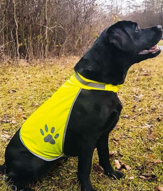 Gilet di sicurezza ad alta visibilità per cani,